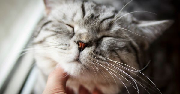 Ветеринары рассказали, почему кошки мурчат.