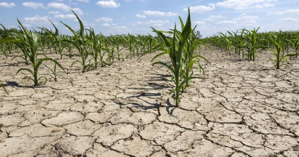 Catastrofele naturale provoacă anual pierderi de miliarde de dolari fermierilor.