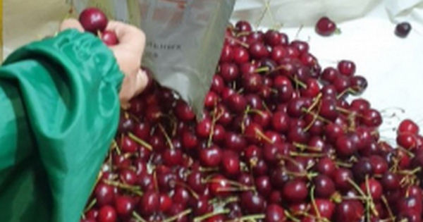 Россельхознадзор уничтожил почти 7 тонн черешни из Молдовы из-за восточной плодожорки.
