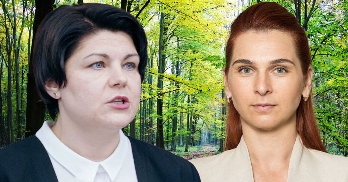Гаврилица требует отчета у Ревенко после нападения на инспектора лесного хозяйства. Коллаж: Point.md