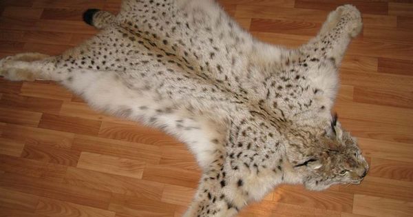 В Польше выясняют, как шкура рыси попала в дом министра окружающей среды.