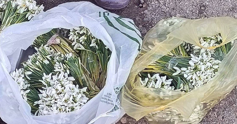В Оргееве полиция задержала торговца подснежниками.