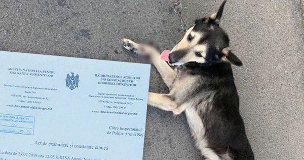 Геннадий Валуцэ представил ветеринарную экспертизу о состоянии здоровья собаки. 