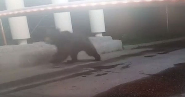 Сбежавший в Подмосковье медведь напал на лагерь тиктокеров