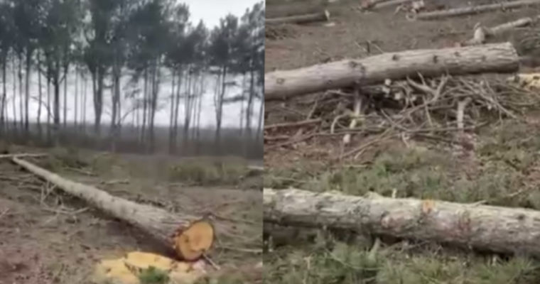 Zeci de copaci tineri, tăiați pe traseul Chișinău—Criuleni.