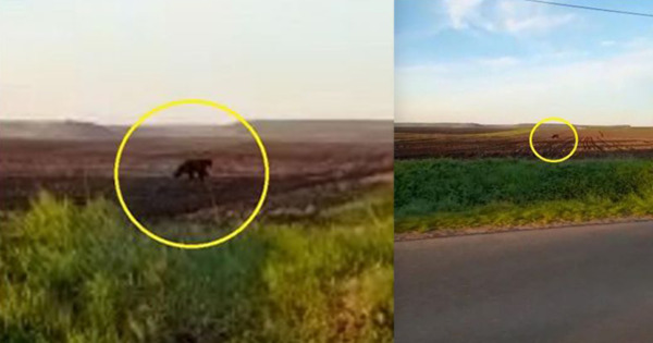 В Румынии на поле вблизи Ботошан удалось снять на видео медведя