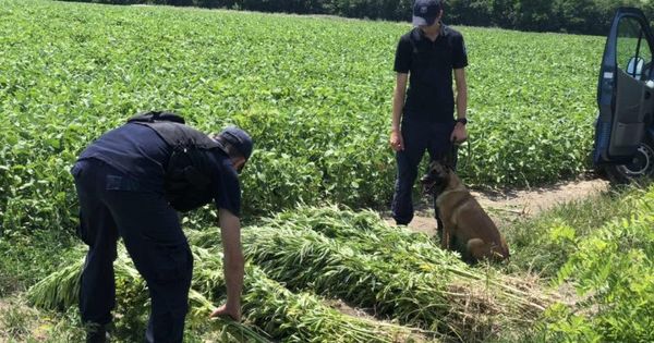 В приграничной зоне обнаружены три плантации дикорастущей конопли.