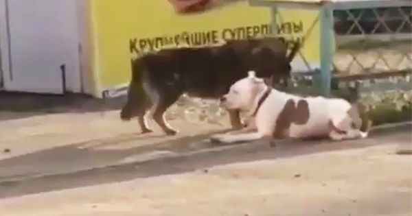 "Собака-помогака". В Новороссийске дворняга отвязала породистого пса.