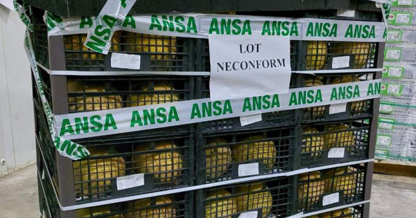 ANSA изъяло из продажи 2416 кг дынь из-за нитратов.