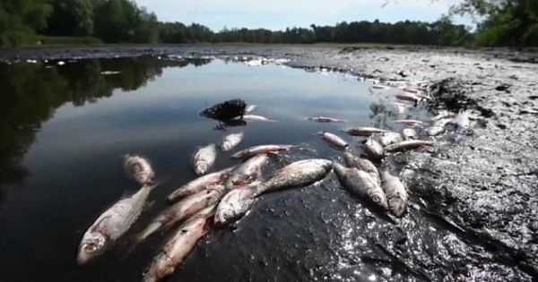 Аномальная жара, коснувшаяся европейских стран, в ряде мест обернулась настоящим экологическим бедствием.