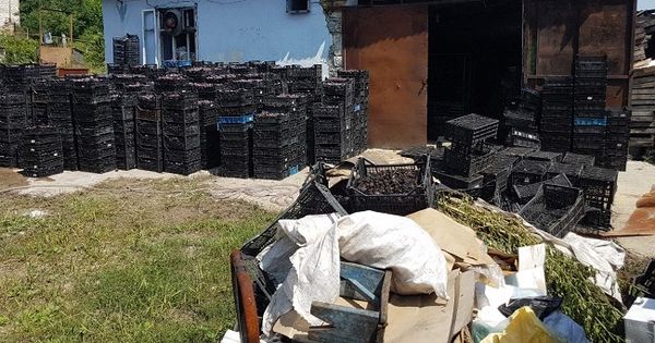 Житель Криулян организовал подпольный цех по переработке слив.