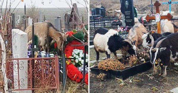 Козы устроили погром на кладбище Святого Лазаря.