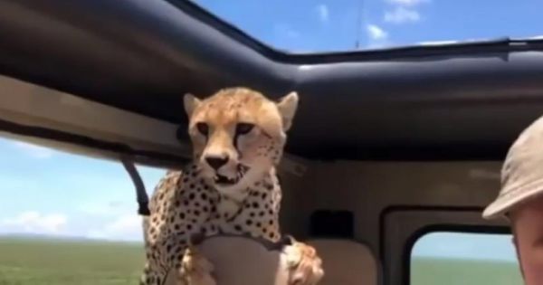 Momente de groază pentru 2 turiști: Un ghepard a intrat în mașina lor. Foto: Digi24