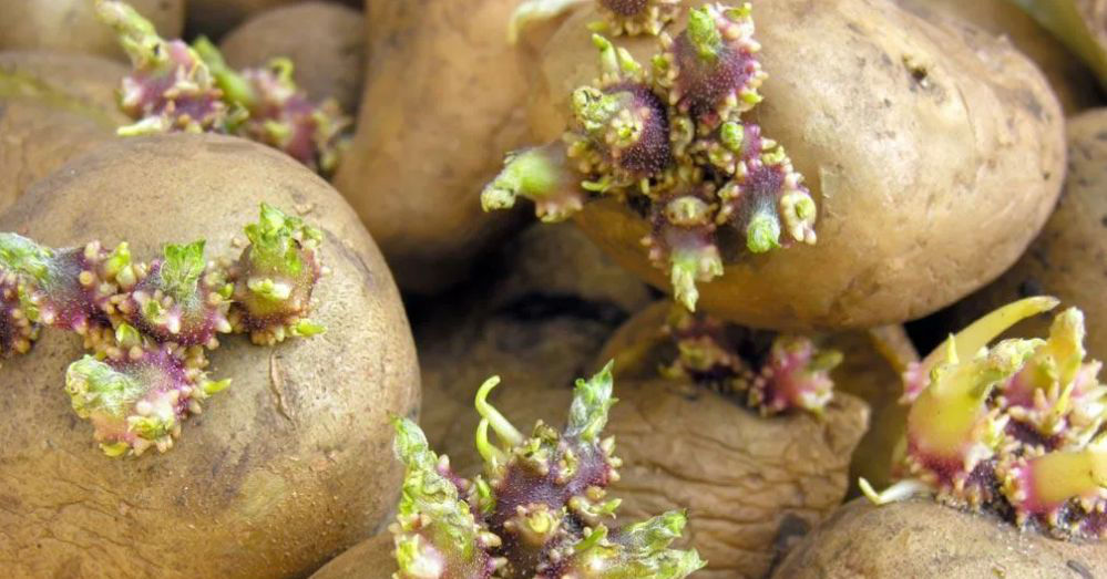 Гастроэнтеролог предупредил об опасности употребления проросшей картошки.