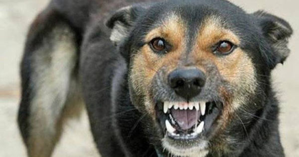 Трупы пострадавших животных были сожжены, а останки захоронены.