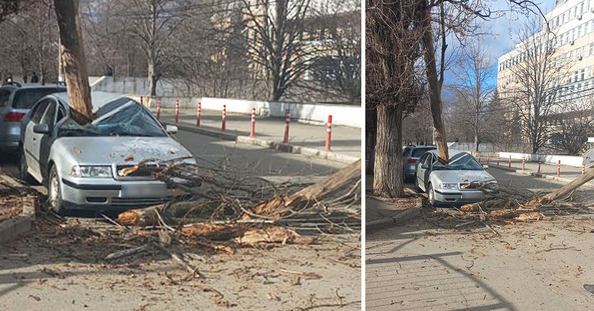 В Кишиневе огромная ветка упала на автомобиль. Коллаж: Point.md