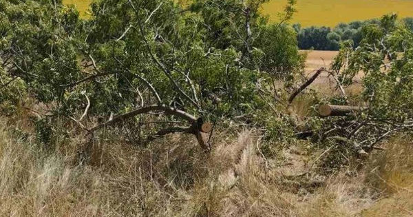 В Штефан-Водэ незаконно вырубили деревья.
