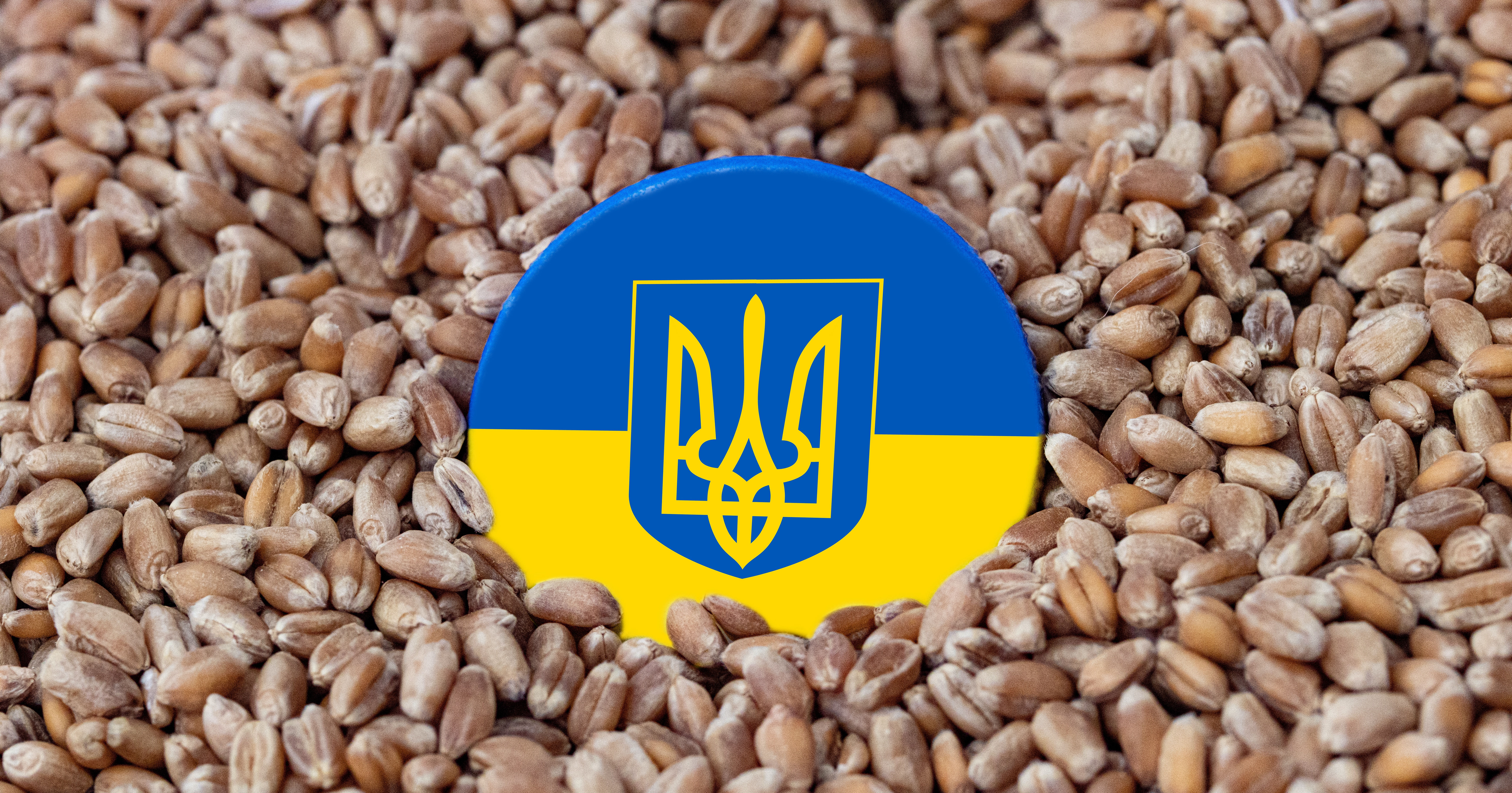 Почему зерно украины. Зерно. Зерно Украина. Зерно из Украины. Россия Украина пшеница.