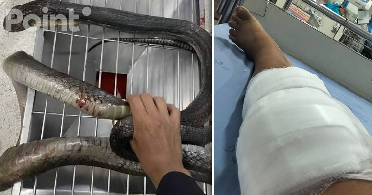 O femeie din Thailanda a prins cu mâinile goale o cobră care o ataca și a ajuns cu ea la spital.