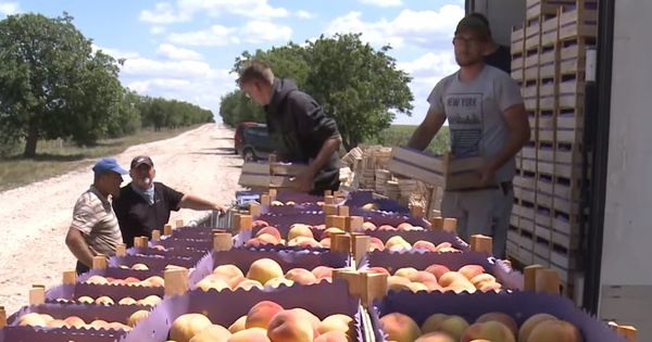 Студенты из Белоруссии приступили к уборке урожая в колхозе «Победа» села Копчак. 