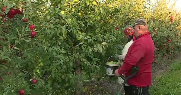 Садоводы севера Молдовы: Рабочих рук не хватает, топливо подорожало, а заводы покупают яблоки за копейки.