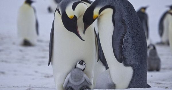 Mii De Pui De Pinguini Imperiali Inecaţi In Urma Prăbusirii Gheţii