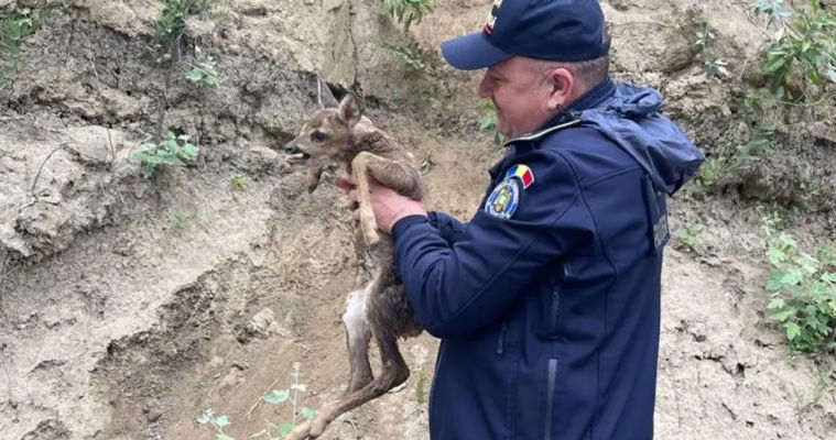 Пограничники, патрулировавшие реку Прут, спасли детеныша косули.