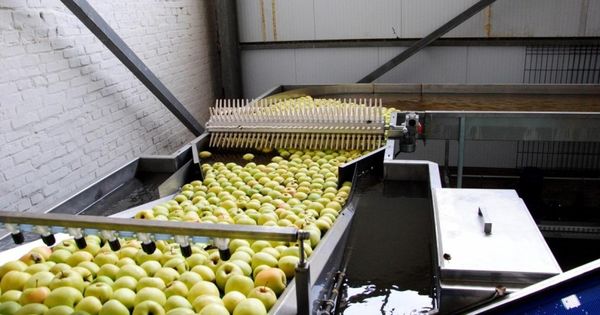 Урожай яблок в Молдове в прошлом году превысил 600 тыс. тонн. 