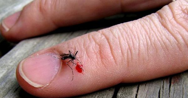 В Яссах мужчина госпитализирован из-за укуса комара.