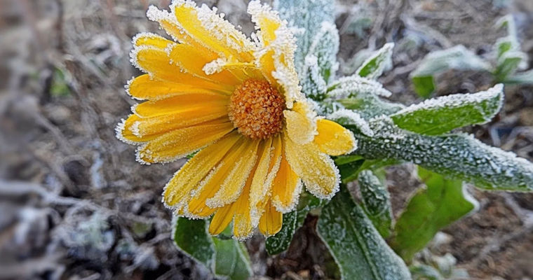 Avertizare meteorologică: În Moldova se așteaptă înghețuri.