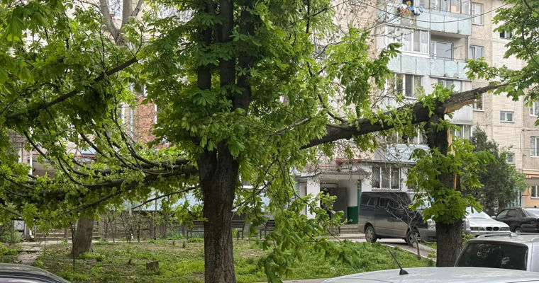 В Бельцах сильный ветер повалил деревья.