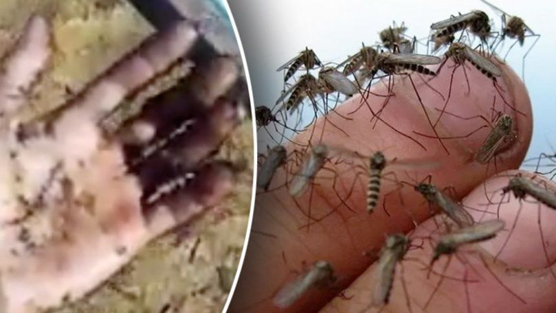 Миллиарды комаров атаковали жителей Якутии и попали на видео.