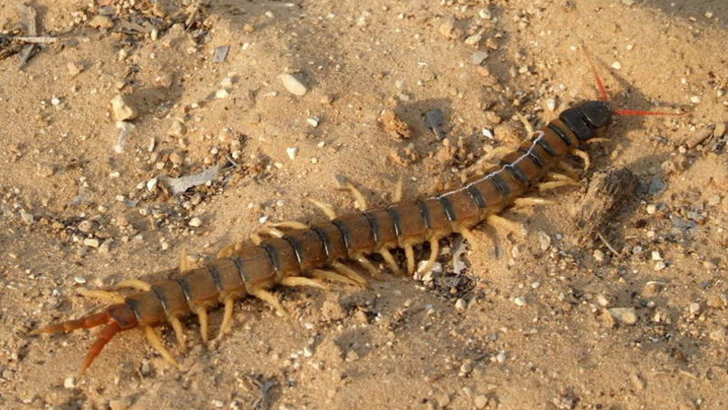 Специалисты предупреждают об опасных насекомых.