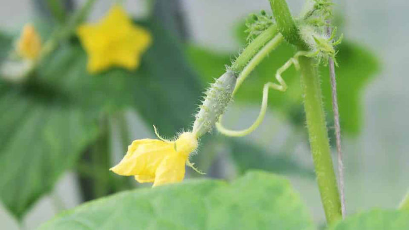 Top 5 alimente bogate în vitamina C pe care trebuie să le consumi