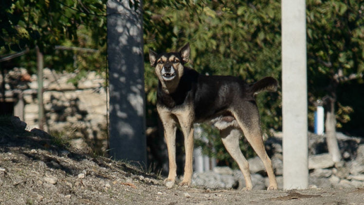 Un caz de rabie, depistat la un câine într-un sat din raionul Dubăsari