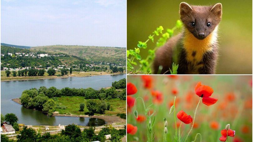 Moldova are cont de Instagram: Imagini cu flora și fauna țării noastre