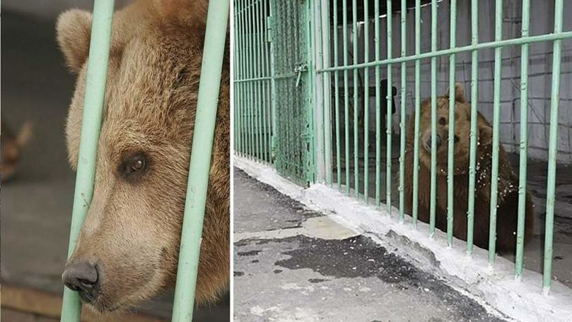 O ursoaică execută pedeapsa de închisoare pe viaţă într-un penitenciar