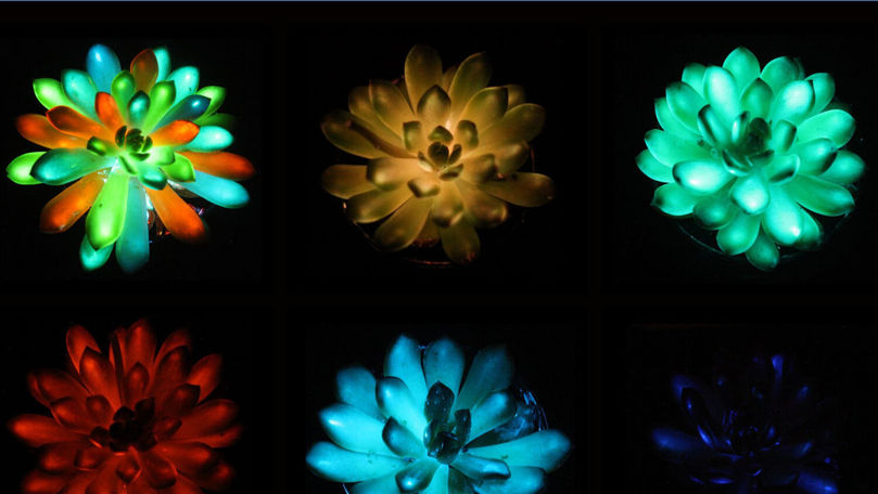 Oamenii de știință au creat plante luminoase care pot înlocui lămpile