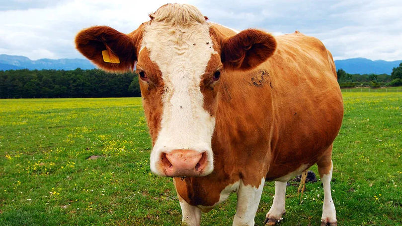 Un caz de rabie la bovine a fost înregistrat în raionul Anenii Noi