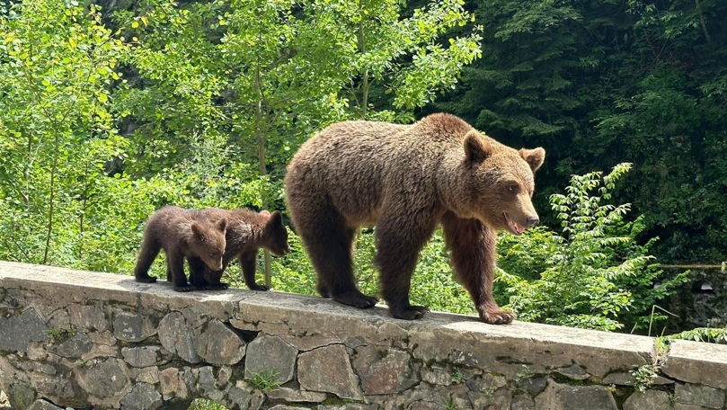 Amenzi mai mari pentru cei care hrănesc urșii de pe marginea drumului