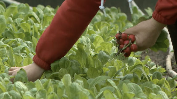 O familie din Puhoi cultivă de ani buni ridichi naturale în seră