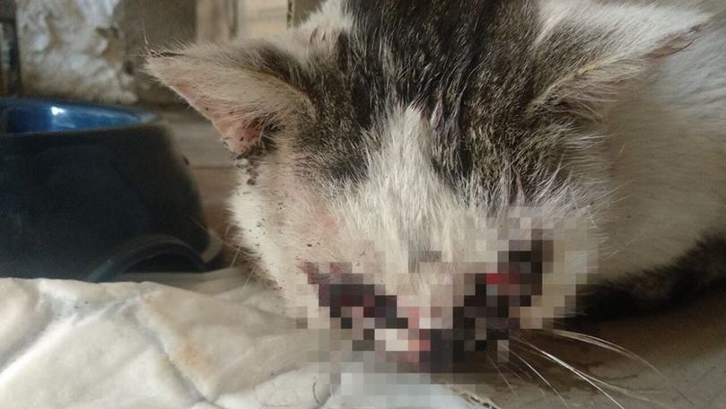 Cruzime fără margini la Bălți. O pisică, mutilată și lăsată fără ochi