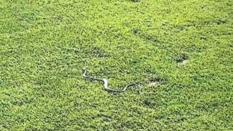 Surpriză la un meci de fotbal din Liga I: Un şarpe a intrat pe teren