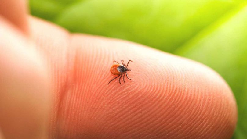 ANSP: 7 moldoveni, diagnosticați cu boala Lyme în 2021. Recomandări