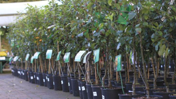 Cât trebuie să scoată din buzunare moldovenii pentru un pom fructifer