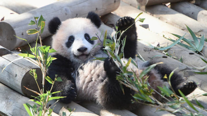 Animalele de la grădina zoologică din Tokyo pot fi admirate online