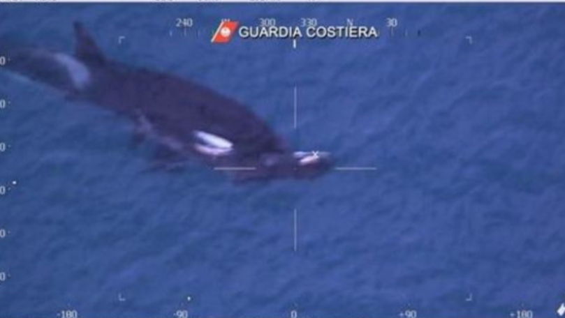 Creaturi marine uriașe, găsite în premieră lângă Italia: Sunt stresate