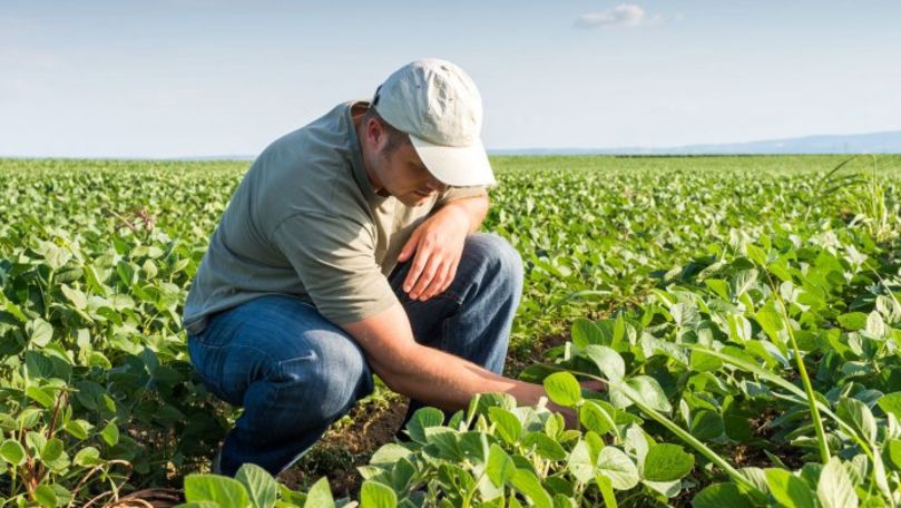 AIPA: Agricultorii pot depune cereri pentru subvenții în avans