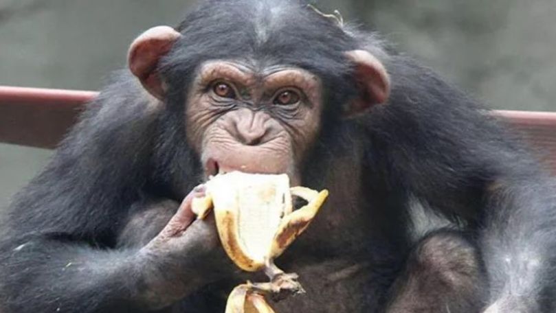 Бельгийке запретили посещать зоопарк из-за романа с шимпанзе.