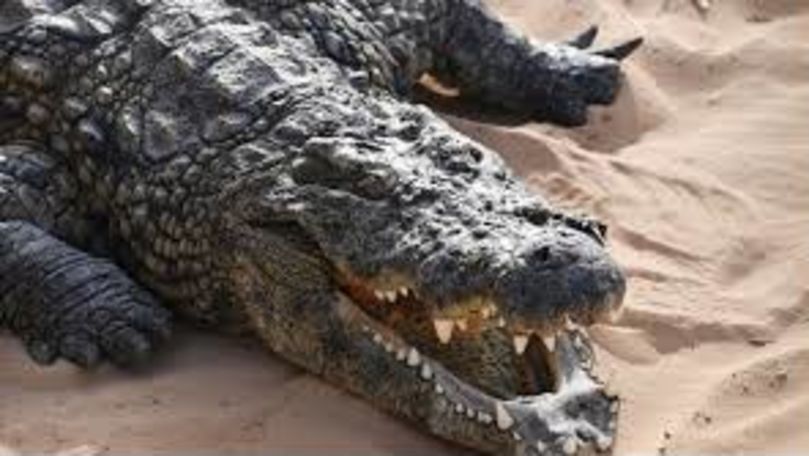 Australia: Un crocodil care a mâncat toți câinii, prins de localnicii